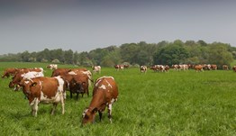 Grazing cover targets for rotational grazing cattle